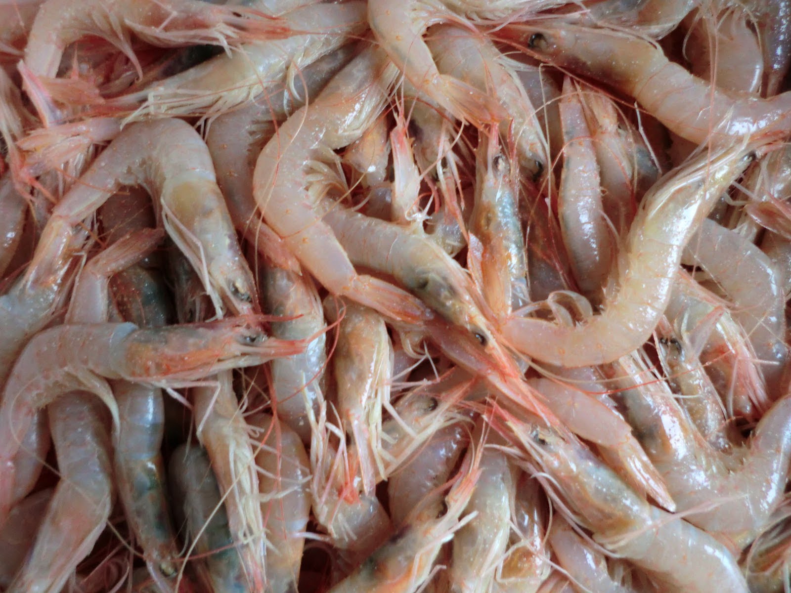 Gamba blanca