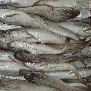 Pijota