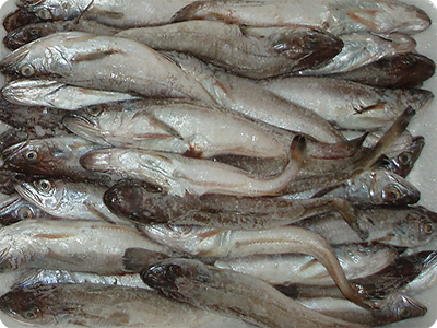 Pijota