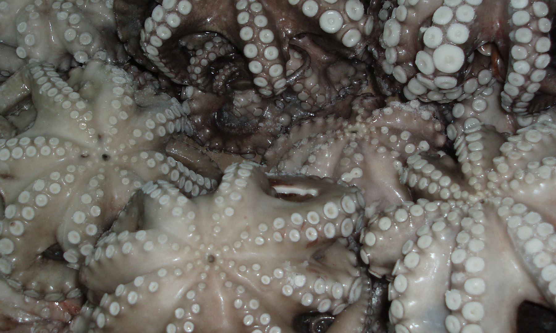 Pulpo