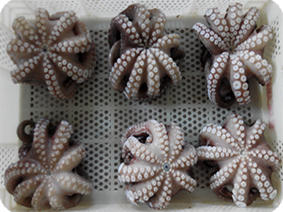 Pulpo - Imagen 5