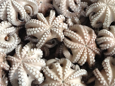 Pulpo